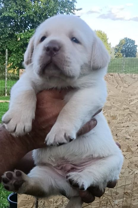 Fetița Labrador cu Pedigree FCI