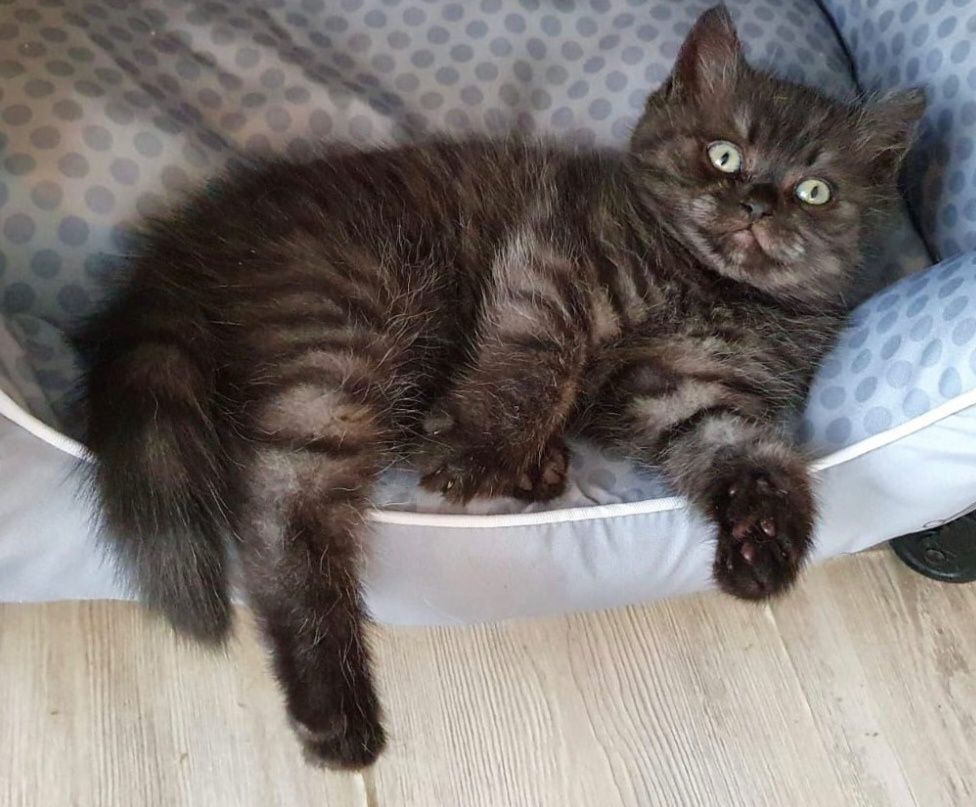 British Shorthair Smoke