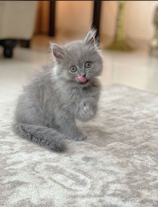 British Shortahir Blue