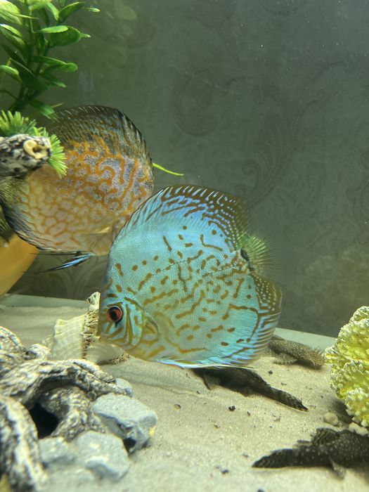 продается Дискусы Курпный Размер