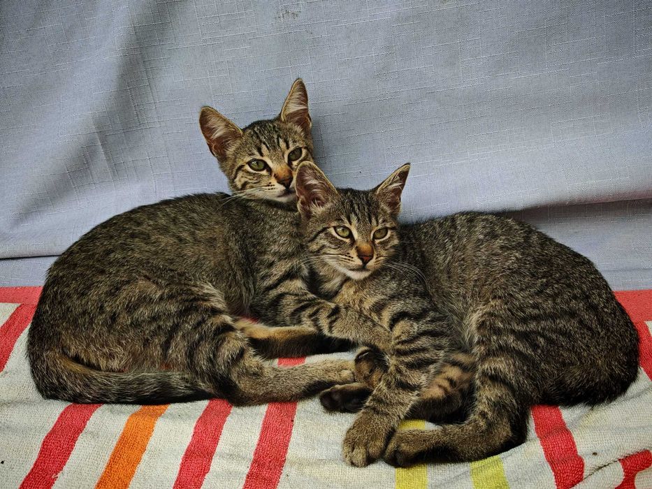Ofer spre adoptie pisicute in jur de 3 luni