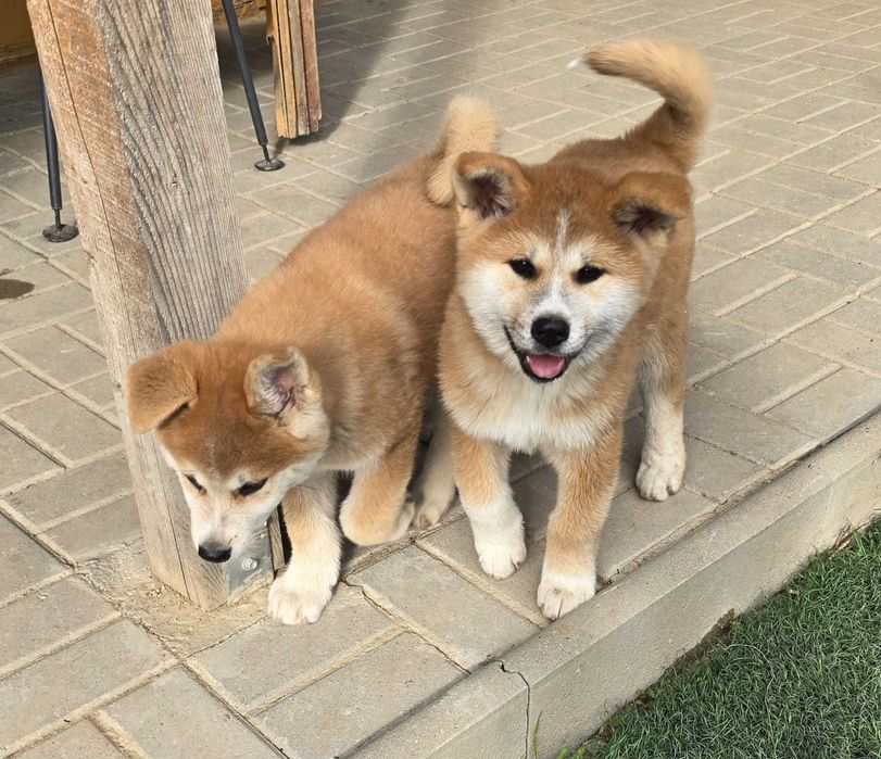 Vând Akita Inu, rasă pură, cu pedigree