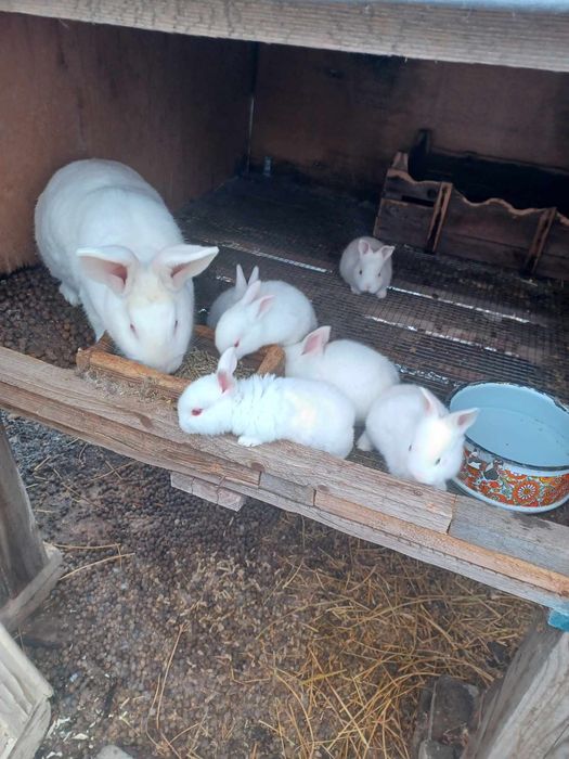 Продавам зайци Цика