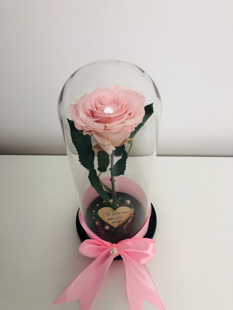 Trandafir criogenat roz in cupola