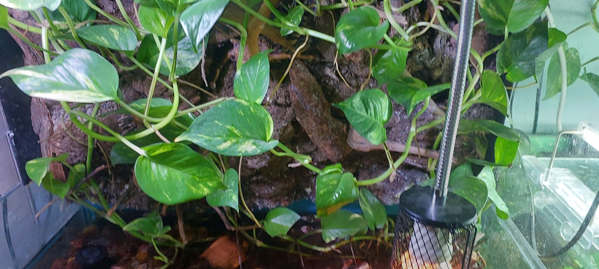 Akvarium palyudarium sotiladi.