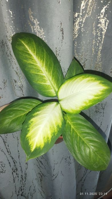 Продается Шикарная Диффенбахия Камила