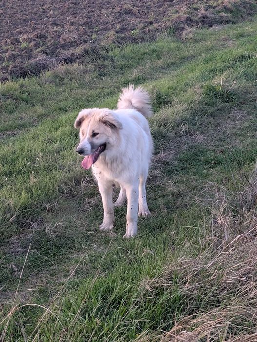 Идеално куче пазач за дома или за ферма