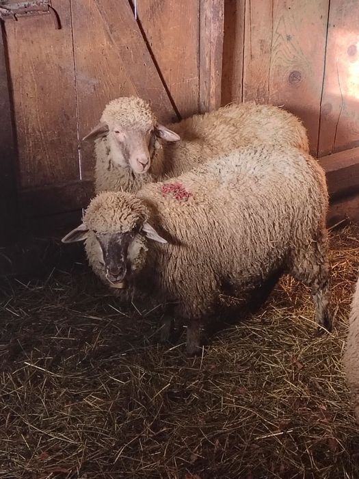 10 oi ,un berbec doi cârlani