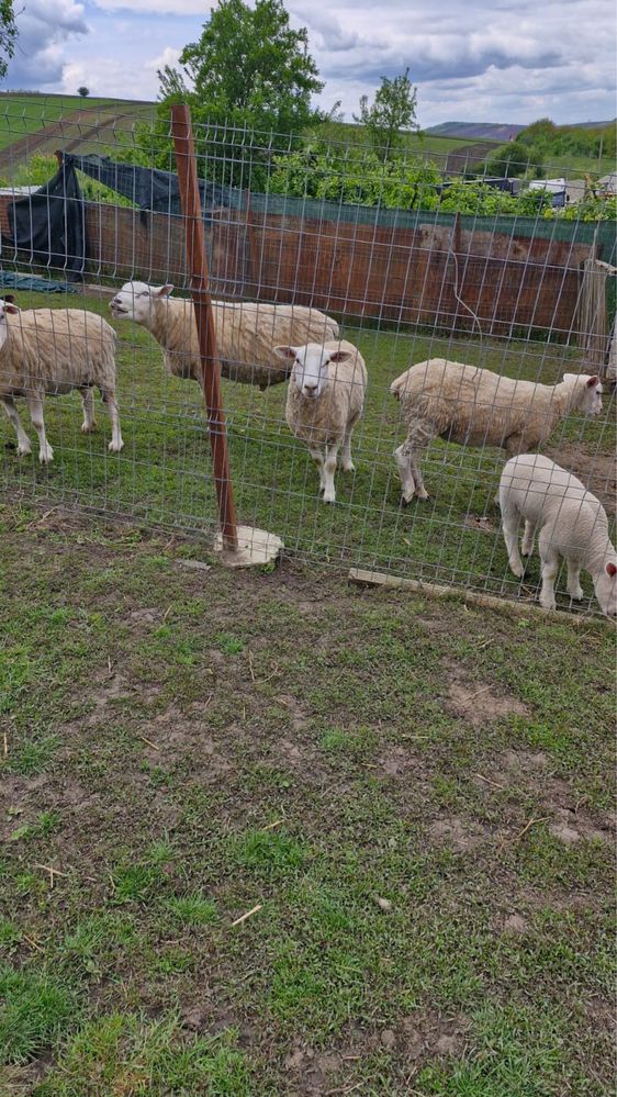 Vand un Berbec Texel original si 3 oi