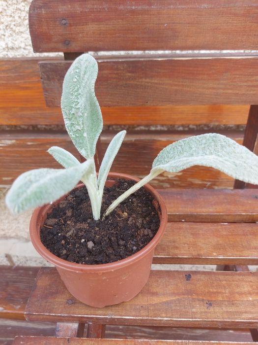 Цветя за балкона и градината. Цена от 0.50-15лв/бр