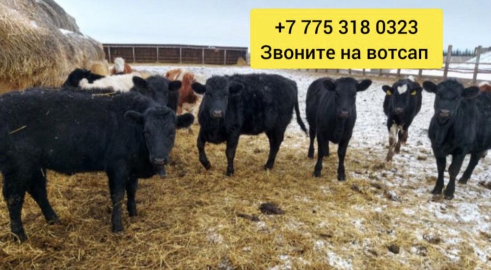 Бычек телята ангусер аулькол голhkw гашм