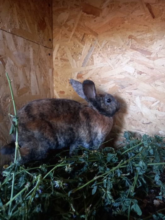 Vând iepuri Rex pitic si Cap de  leu