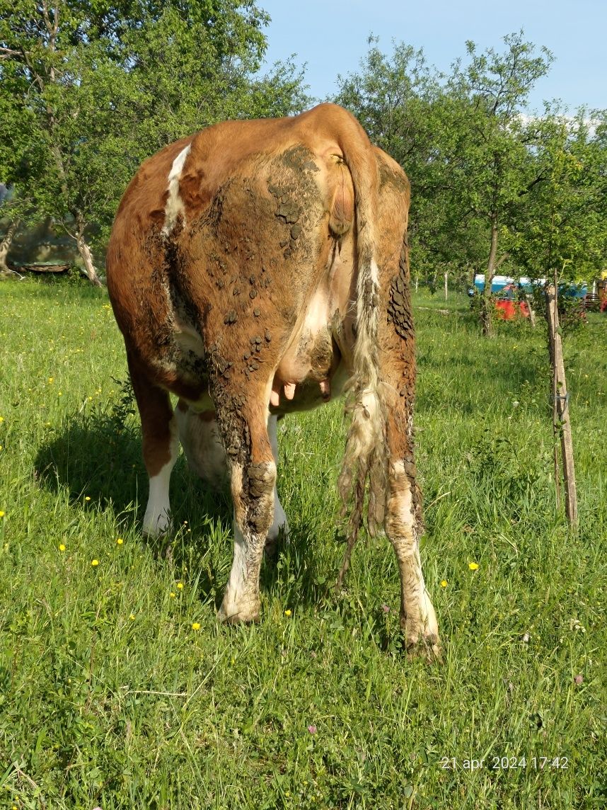 Vaca- Jurincă gestanta