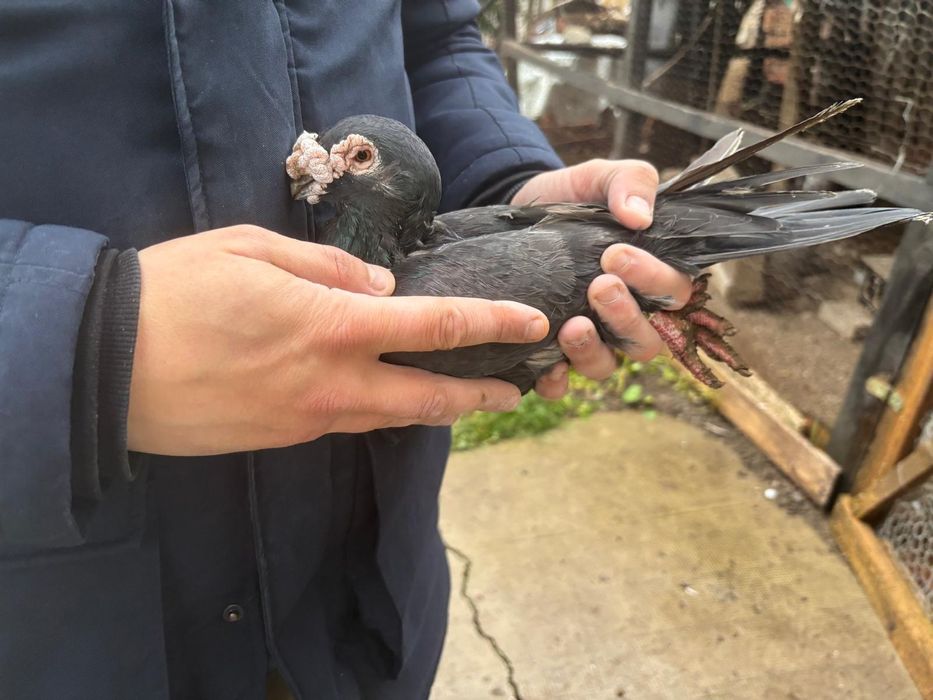 Vand voiajori ornament