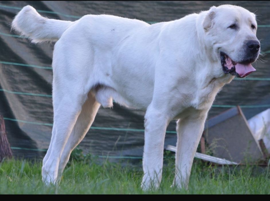 1Mascul de Asia Centrala