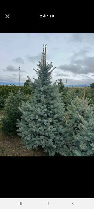 Vând plante ornamentale