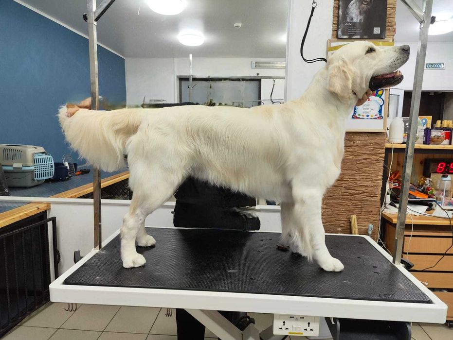 Золотистый ретривер, с родословной, диплом ТСА ждет невесту