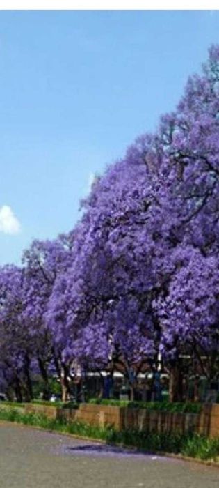 Nuci Chandler Aluni Migdal Mosmon Paulownia Pari Tarusi Tutori >RO UE