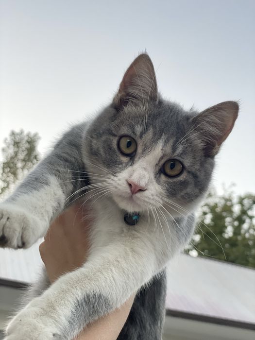 Britaniski ko’shka