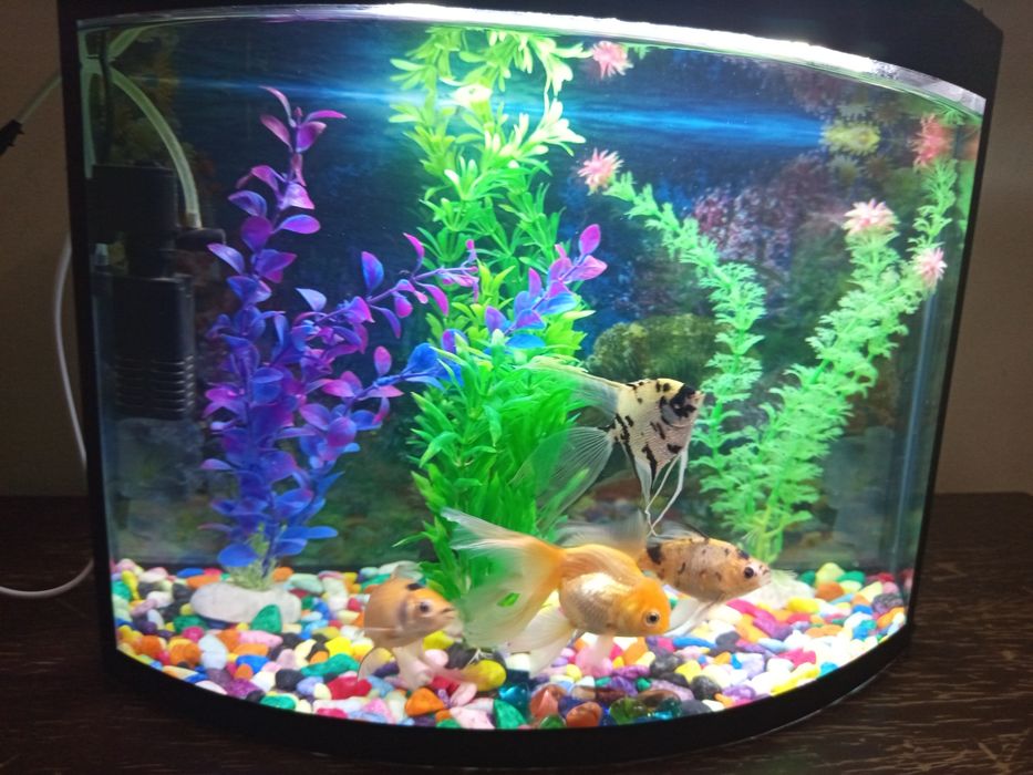 Аквариум 40 литров