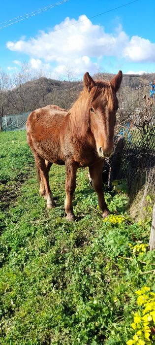 Urgent !!! Vând mânz semigreu