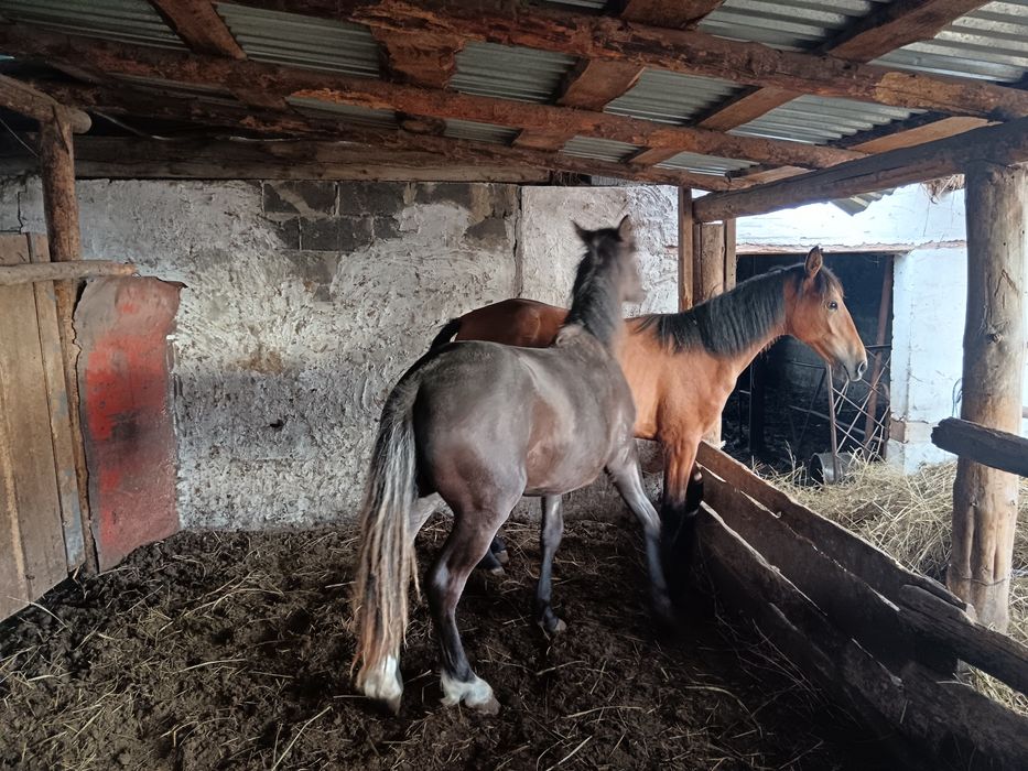 Тайлар бир жылдыктар