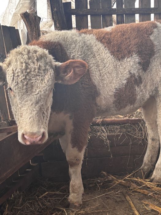 Vand mânzata charolaise si vitei baltiati