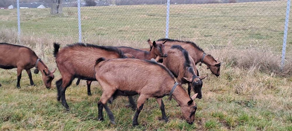 Vand capre bune de lapte