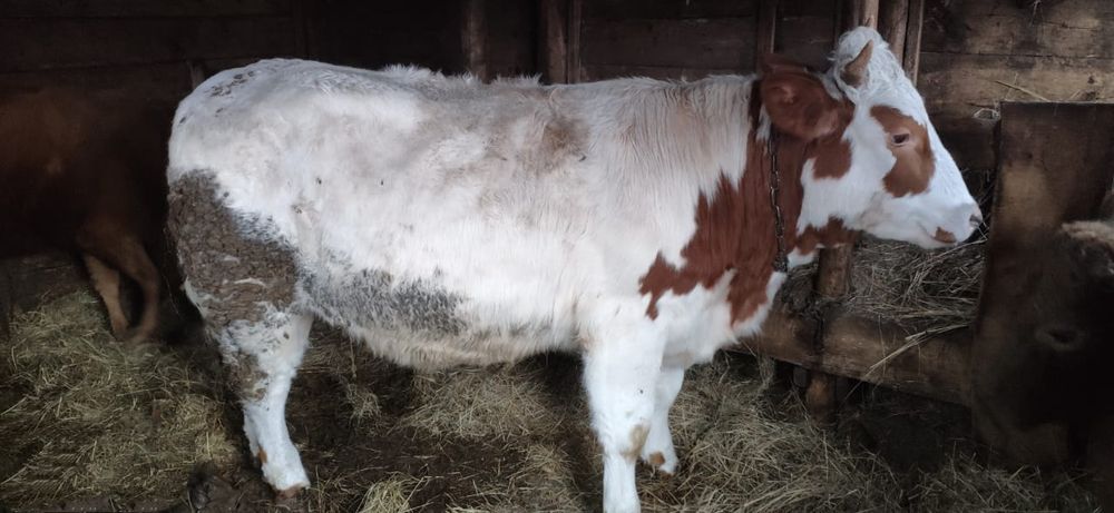 Продам КРС (Тёлку) с Откорма