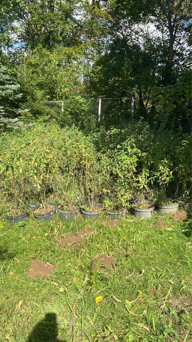 Lemn cainesc pentru gard viu