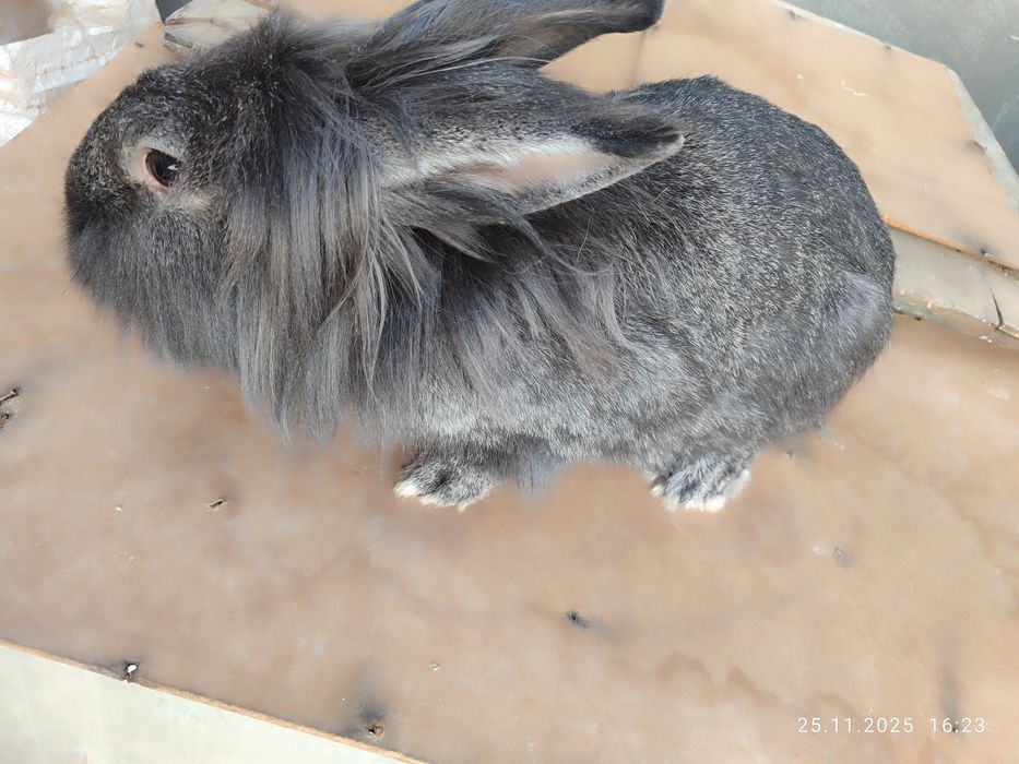 Ona bola quyonla sotiladi