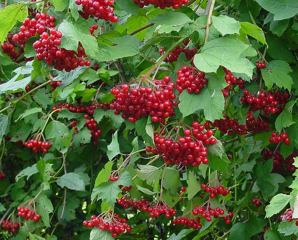 Офика - Sorbus aucuparia,Червена калина viburnum opulus и Жълта калина