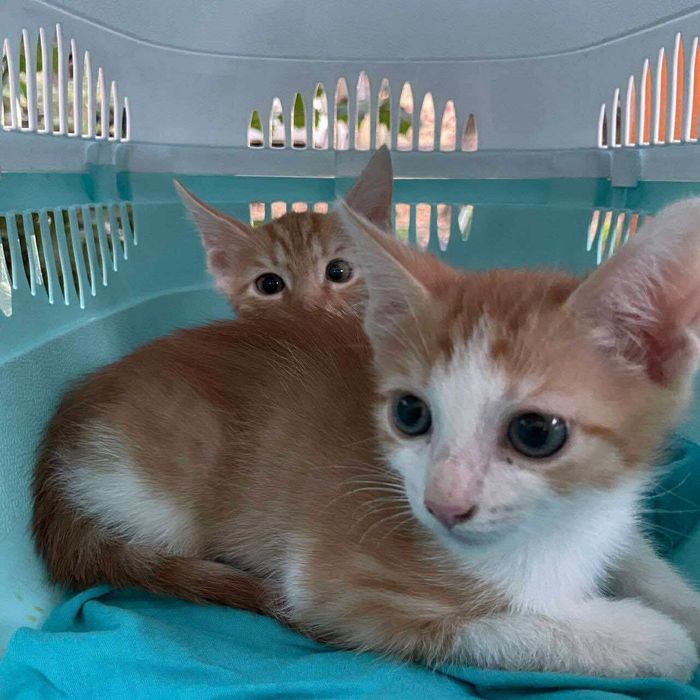 Рыжие домашние игривые котики