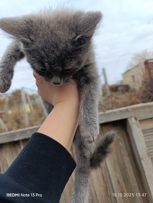 Милые,дружелюбные котята