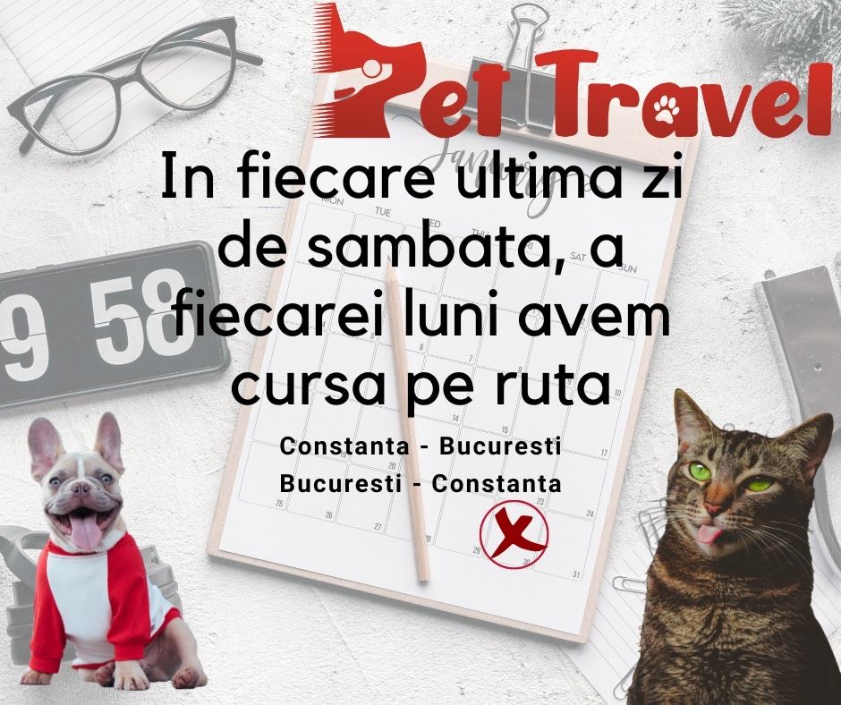 Transport animale de companie Constanta-Bucuresti (catei, pisici)