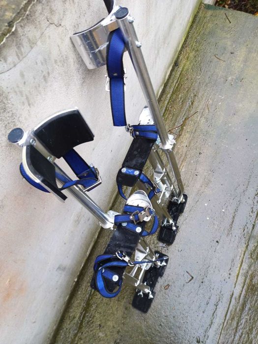 Picioroange , catalige .