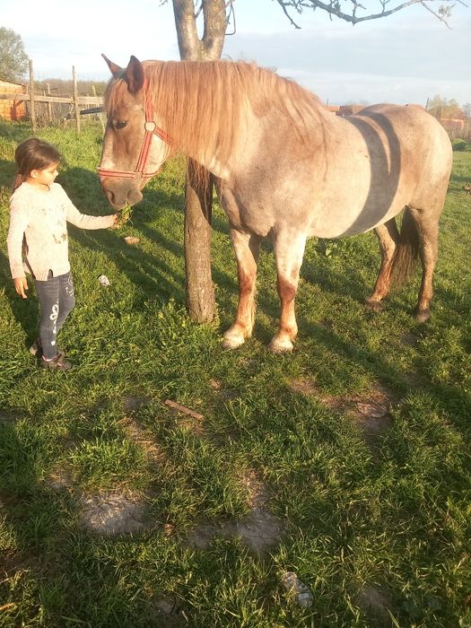 Iapa de vnzare 7 ani