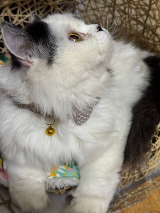 Котик бесплатно даром