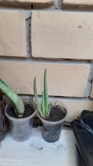 Комнатные цветы, растения алоэ