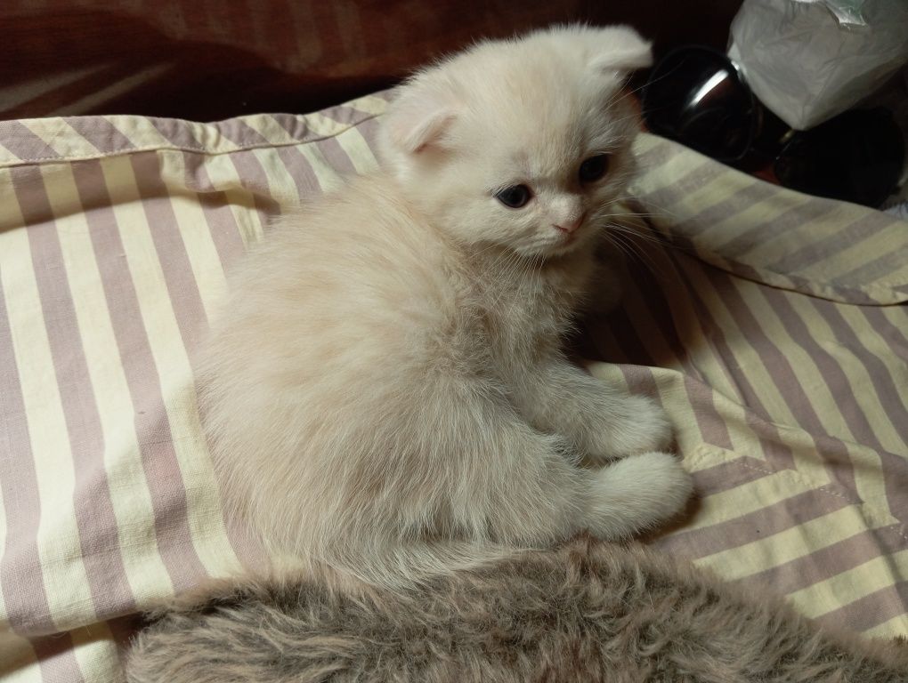 Шотландский вислоухий котенок Однотонный белый