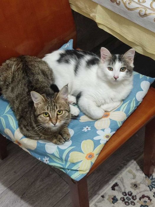 Котенок девочка.