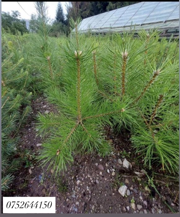 Puieți diferite soiuri direct de la producator100% !!