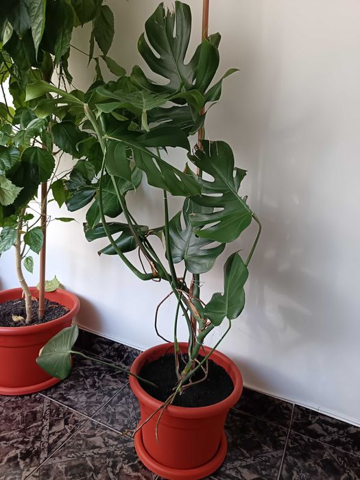 Monstera dorește o casa noua
