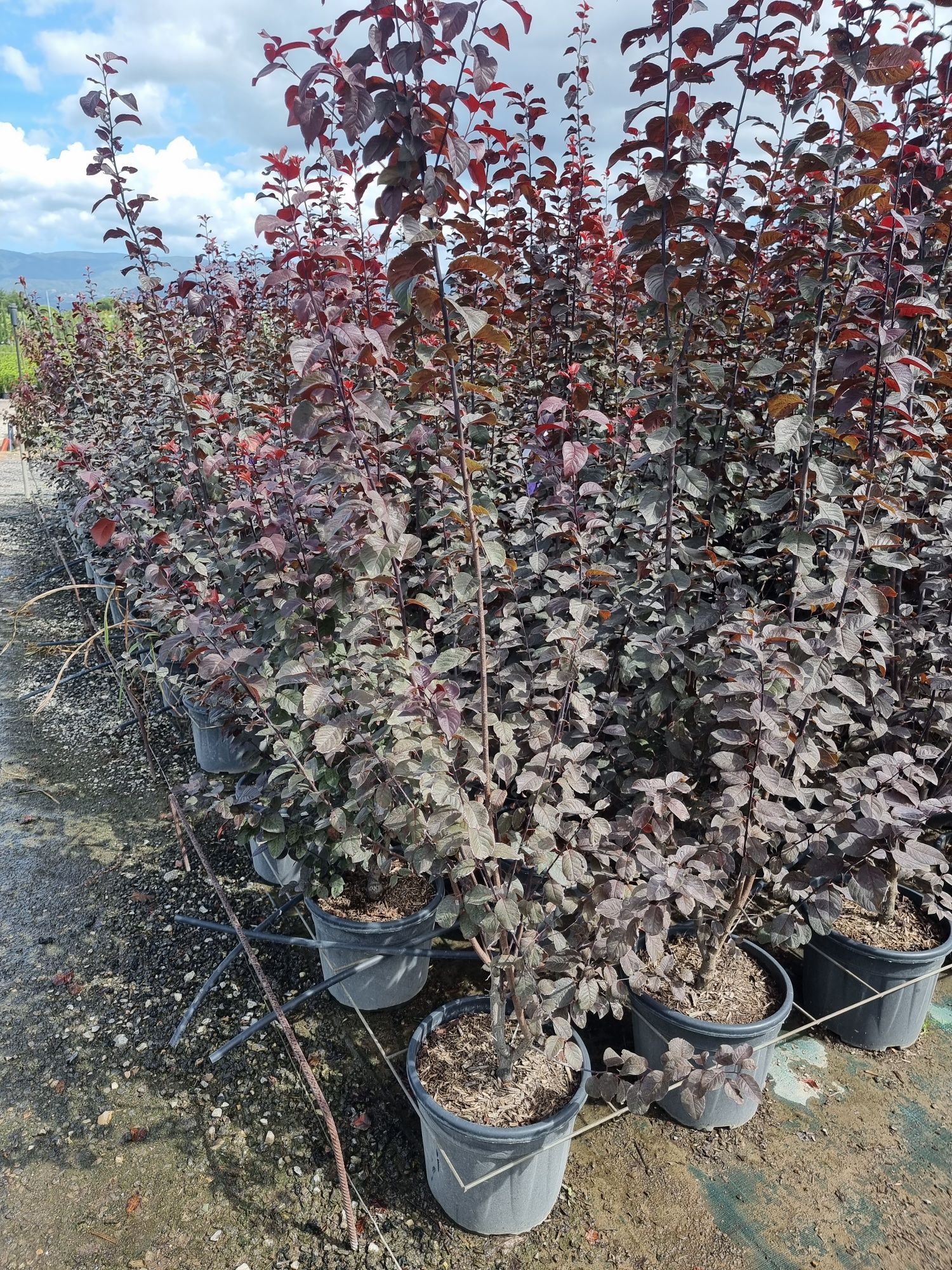 Prunus (rosu)  pisardi tuja și pe tija chamaecyparis leylandii