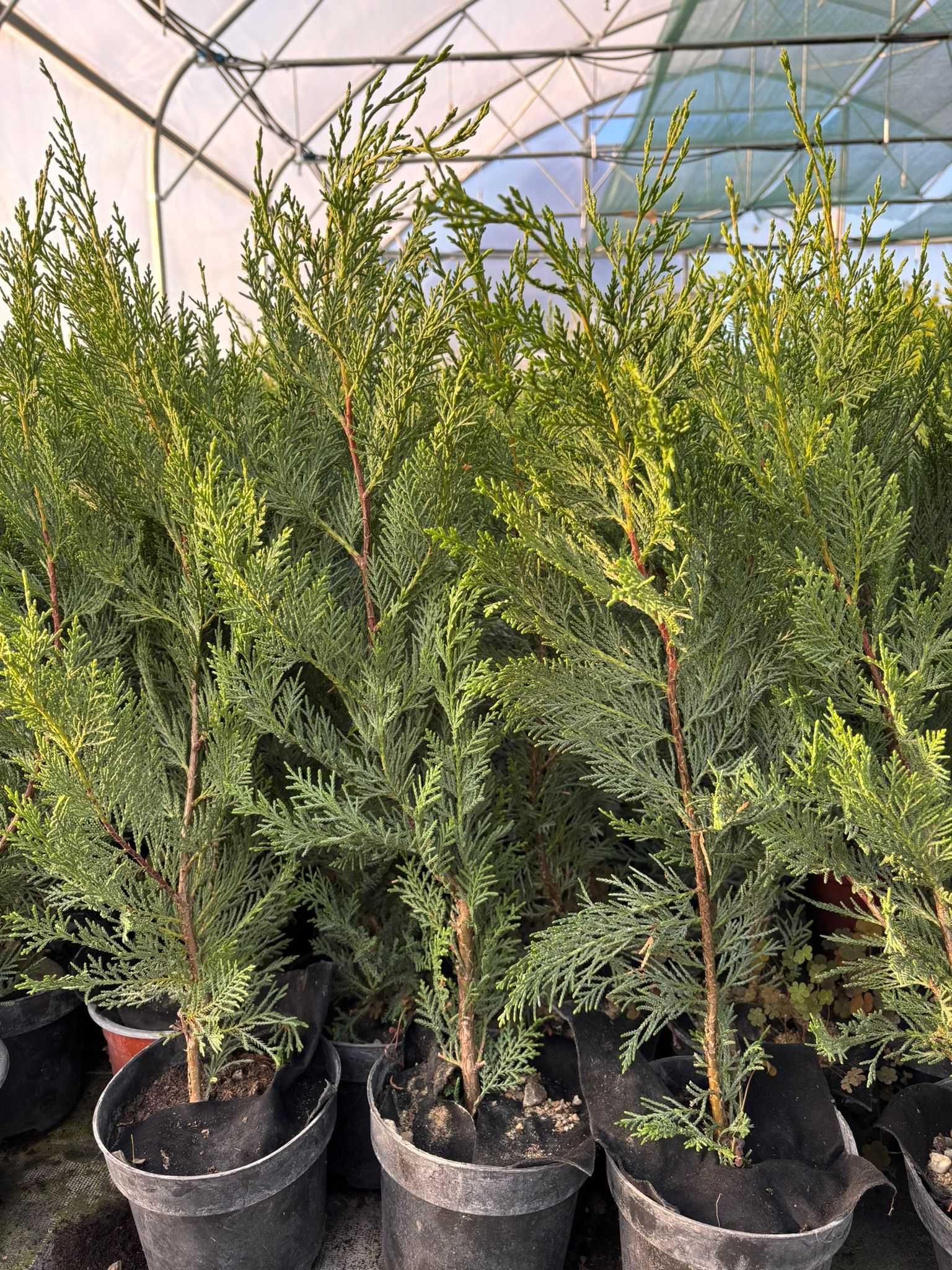 Producator Leylandii in jud. Timis