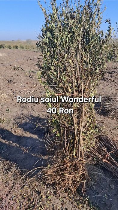 Plante exotice, kaki, kiwi, curmal, maslin, lamai, portocal, rodiu