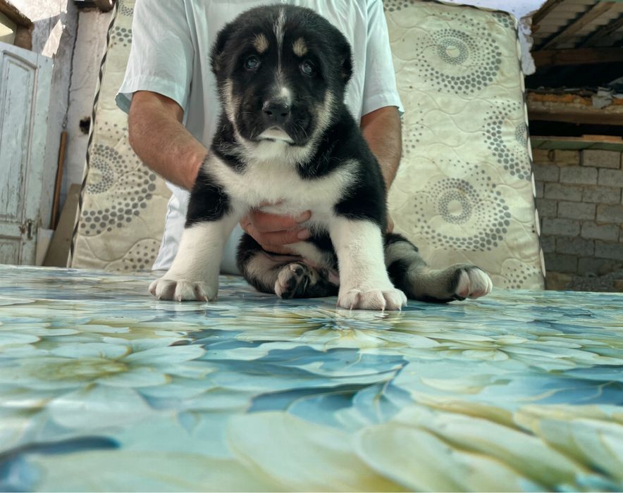 Щенок алабая ( Супер Гигант )