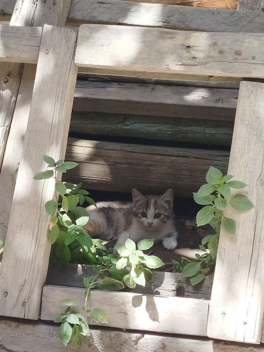 Котейки домашние