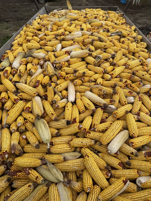 Vand porumb stiulete 2025