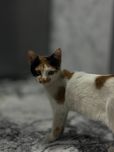 Отдам даром двух котят-девочек, 5 месяцев